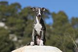 WHIPPET 112